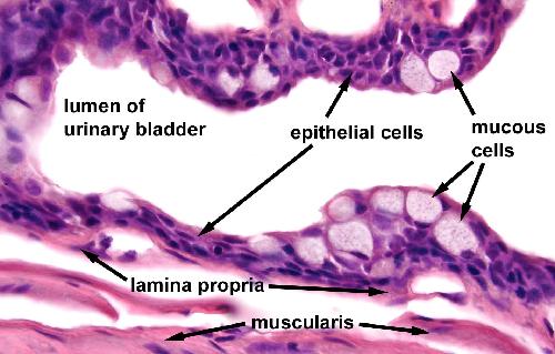 Chapter 6: Figure 22. High magnification image of urinary bladder epithelium.