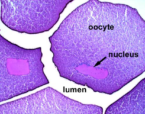 Chapter 8: Figure 2. Oocytes comprise most of the ovary.