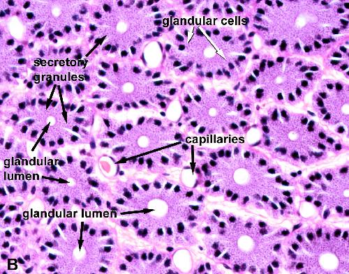 Chapter 8: Figure 7B. High magnification images of oviduct glands.
