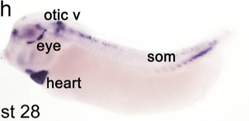 Manual Lit image for Xenopus