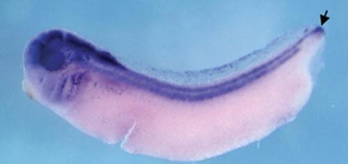 Xenopus gene image