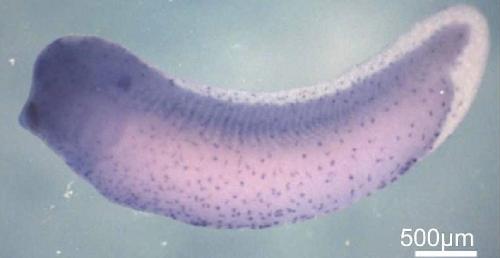 Manual Lit image for Xenopus