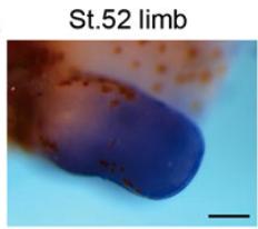 Manual Lit image for Xenopus