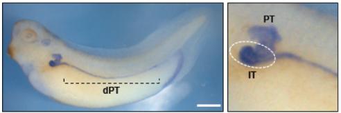 Manual Lit image for Xenopus