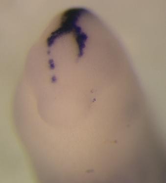 Xenopus gap junction protein, beta 1, 32kDa / gjb1 expression in the hatching gland.