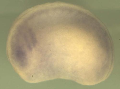 Xenopus HMG box domain containing 4 / hmgxb4 gene expression in stage 20 embryo.