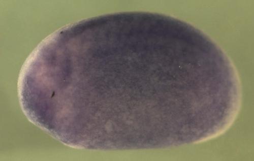 Xenopus chromosome 7 open reading frame 28B  / c7orf28b gene expression in stage 20 embryo
