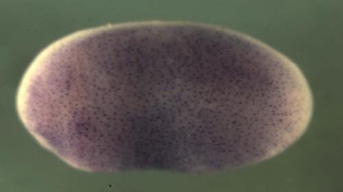 Xenopus gene image