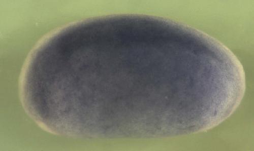 Xenopus RAB24, member RAS oncogene family  / rab24 gene expression in stage 20 embryo
