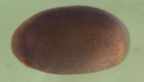 Xenopus ring finger protein 5  / rnf5 gene expression in stage 20 embryo