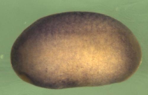 Xenopus septin 2 / sept2 gene expression in stage 20 embryo