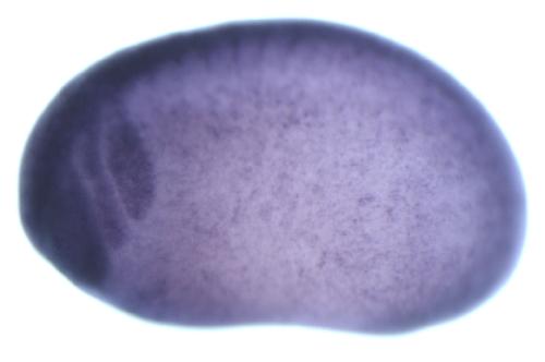 Xenopus La ribonucleoprotein domain family, member 2  / larp2 gene expression in stage 23 embryo. Image by Scott Rankin and Aaron Zorn
