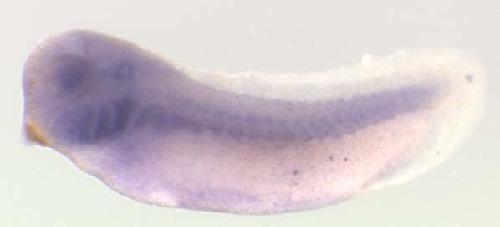 Xenopus cobra1 / cofactor of BRCA1 gene expression in stage 28 embryo. Clone TEgg007g03