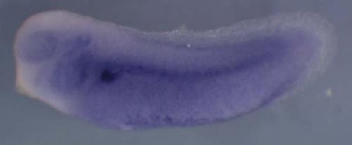 Xenopus rdh10 / retinol dehydrogenase 10 (all-trans) gene expression in stage 28 embryo. Clone TEgg028m19