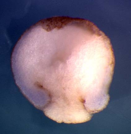 Xenopus hpcal1 / hippocalcin-like 1 gene expression in stage 11 embryo (bisected). Clone TNeu142p12