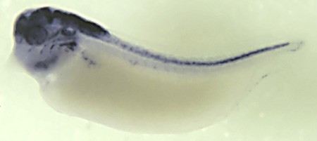 Xenopus scap1 / skap1 / src kinase associated phosphoprotein 1 gene expression in stage 35 embryo. Sequence: BC075553.