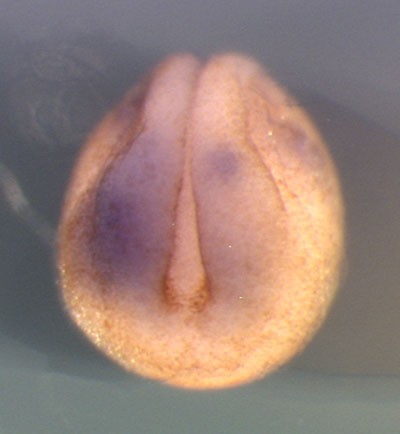 Xenopus rps6 / ribosomal protein S6 gene expression in stage 19 embryo. Clone TTpA006h06.