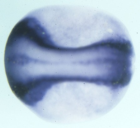 Xenopus zic5 / Zic family member 5 (odd-paired homolog)  expression in stage 16 embryo assayed by in situ hybridization.