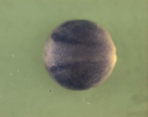 Xenopus RAS-like, family 10, member B / rasl10b expression in neurula stage embryo.
