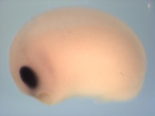Xenopus fzd5 / frizzled homolog 5 expression in stage 23 embryo. Image by Scott Rankin and Aaron Zorn.