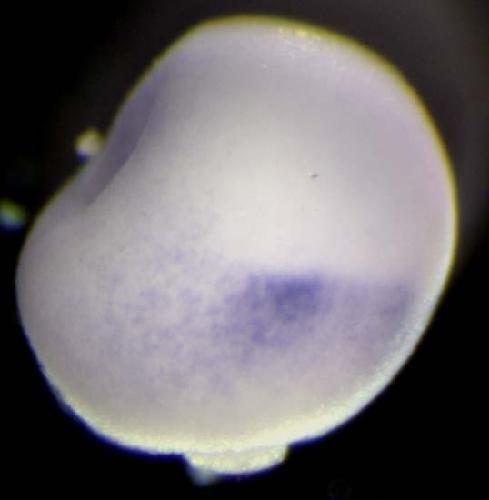 Xenopus laevis hoxb1 expression in stage 12 embryo assayed by in situ hybridization; lateral; dorsal right.