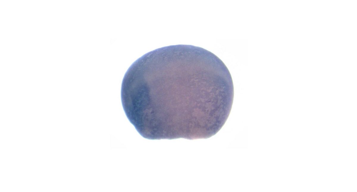 Image for BrÃ¤ndli Lab 2008