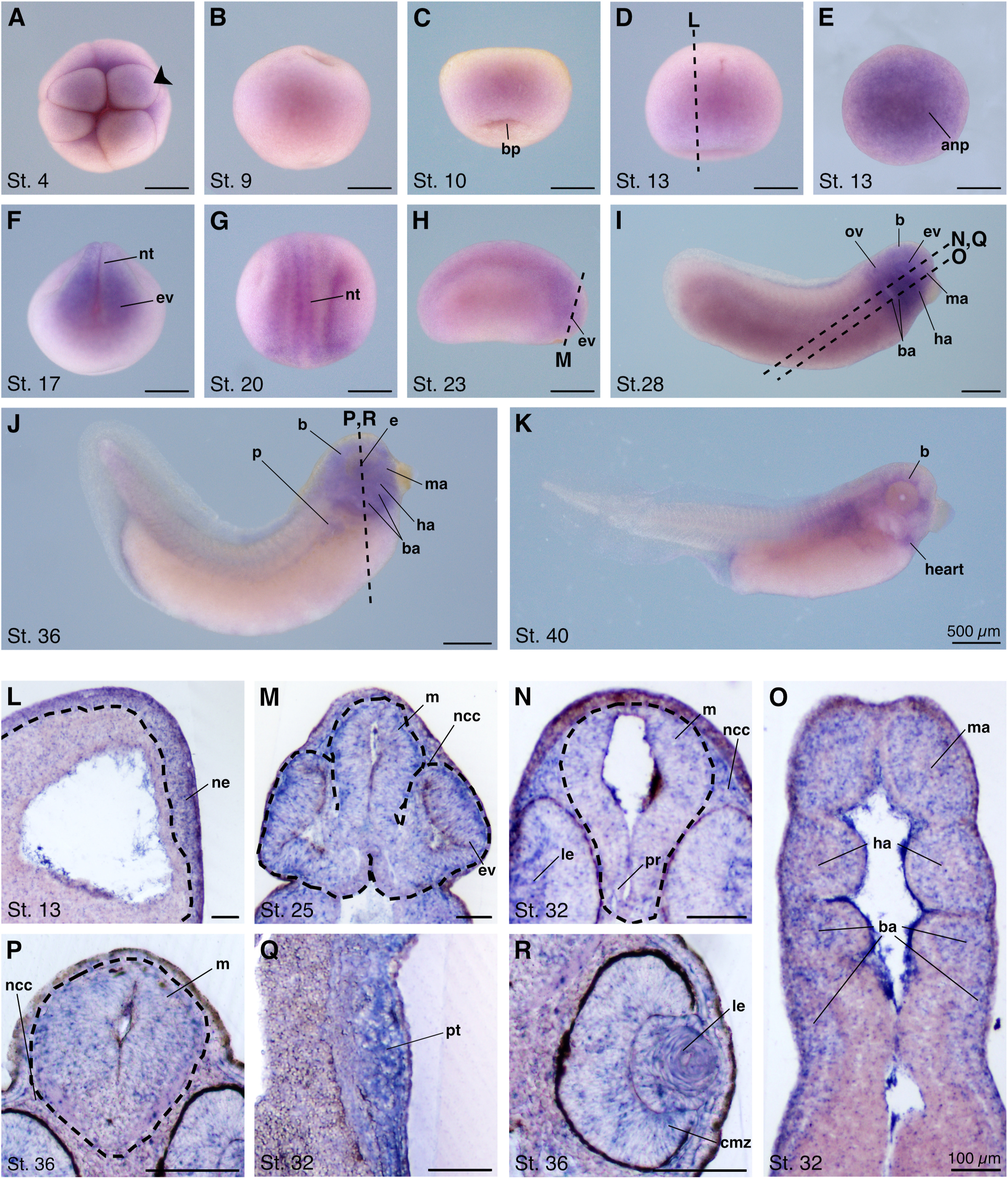 Manual Lit image for Xenopus