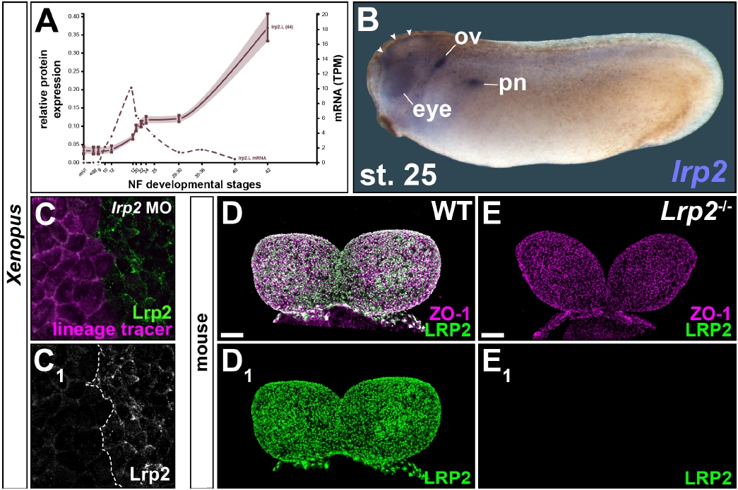Manual Lit image for Xenopus