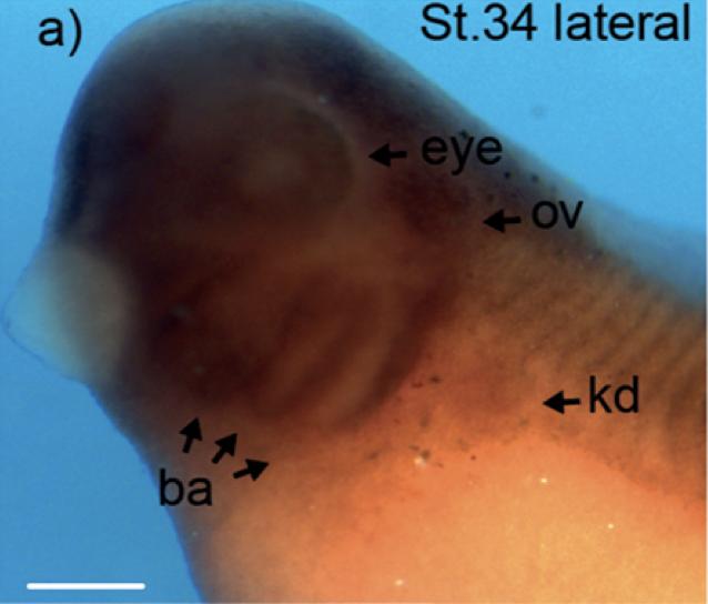 Manual Lit image for Xenopus