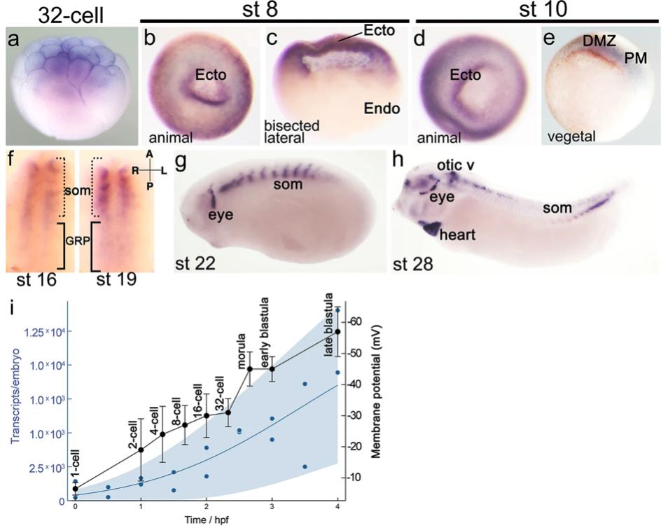 Manual Lit image for Xenopus