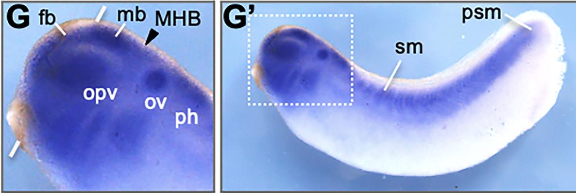 Manual Lit image for Xenopus