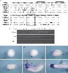 Expression Image