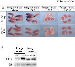 Expression Image