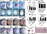 Expression Image