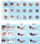 Expression Image