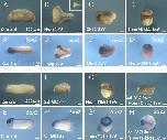 Expression Image